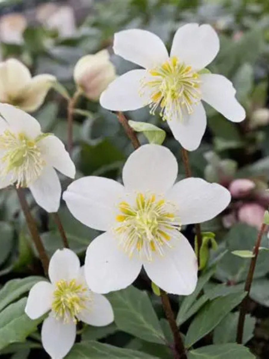 Hellebore 'Jacob' 1G
